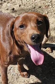 Fancy Funny -  Yellow Labrador Retriever and Redbone Coonhound Dog for Adoption in Andover, Massachusetts - Fancy Funny | PetCurious