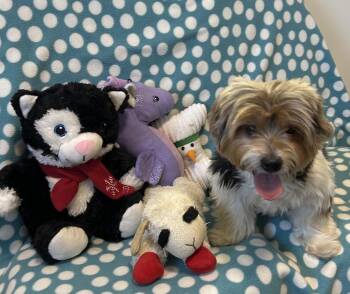 Yorkshire Terrier Dogs Available for Adoption - Abbott | PetCurious