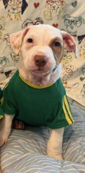 Lightening -  Pit Bull Terrier Dog for Adoption in Dunmore, Pennsylvania - Lightening | PetCurious
