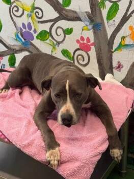 Mixed Breed Dogs Available for Adoption in Brookhaven, Mississippi - Lady 26 | PetCurious