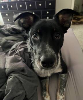 Sixx -  Border Collie and Australian Shepherd Dog for Adoption in Coarsegold, California - Sixx | PetCurious