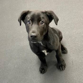 Leonardo -  Mixed Breed Dog for Adoption in Wantagh, New York - Leonardo | PetCurious