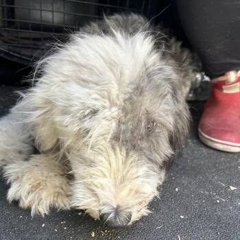KENZIE -  Bearded Collie Dog for Adoption in Richmond, California - KENZIE | PetCurious