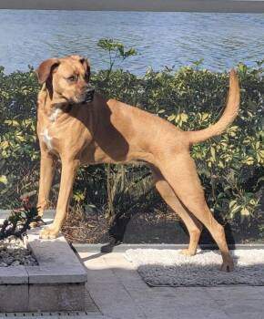 Boxer and Beagle Dogs Available for Adoption in Spring City, Pennsylvania - Maggie!  Courtesy Post | PetCurious