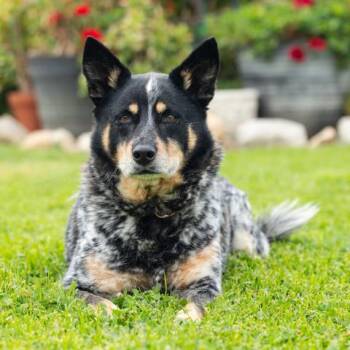 PEPPERJACK -  Australian Cattle Dog Blue Heeler Dog for Adoption in Camarillo, California - PEPPERJACK | PetCurious