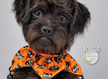 Bobble -  Pug and Poodle Dog for Adoption in Benton, Louisiana - Bobble | PetCurious