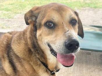 Dr Pepper -  Mixed Breed Dog for Adoption in Georgetown, Texas - Dr Pepper | PetCurious