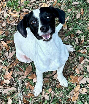 Rescue Chihuahua Dogs for Adoption in Osteen, Florida - Pearl | PetCurious