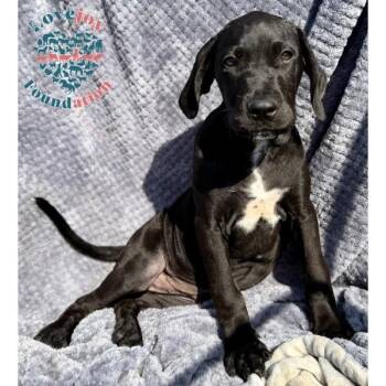 German Shorthaired Pointer and Cane Corso Dogs Available for Adoption in Inglewood, California - Saint Joseph Litter-Shane COH | PetCurious