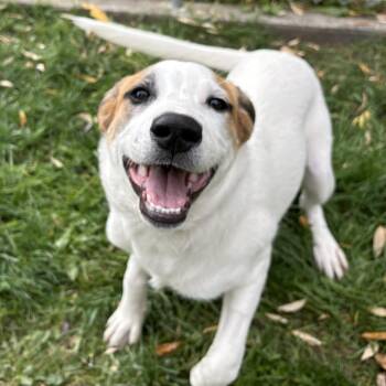 Flora -  Mixed Breed Dog for Adoption in Moscow, Idaho - Flora | PetCurious