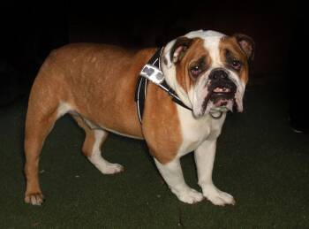 Renzo -  English Bulldog Dog for Adoption in Oakland Park, Florida - Renzo | PetCurious