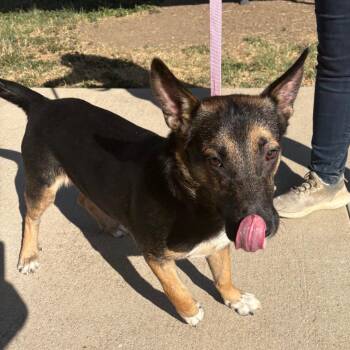 Hulk Hoagie -  Corgi and Shepherd Dog for Adoption in San Antonio, Texas - Hulk Hoagie | PetCurious