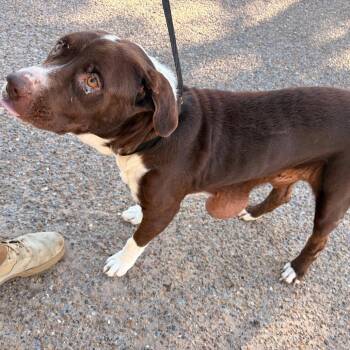Carl -  Pit Bull Terrier and Mixed Breed Dog for Adoption in Edinburg, Texas - Carl | PetCurious