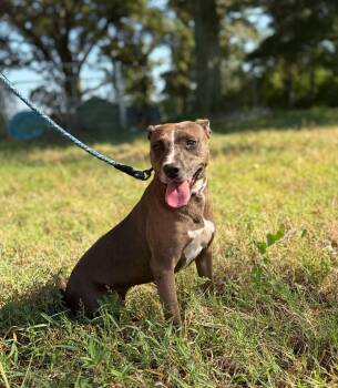 Rescue Catahoula Leopard Dog Dogs for Adoption in Kentwood, Louisiana - Jules | PetCurious