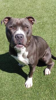 Le Pew --Courtesy Post. Out of town pet. See below for details-- -  Pit Bull Terrier Dog for Adoption in Eagle, Idaho - Le Pew --Courtesy Post. Out Of Town Pet. See Below For Details-- | PetCurious