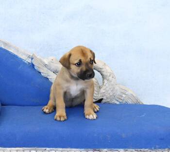 Shimmer -  German Shepherd Dog and Great Pyrenees Dog for Adoption in Simsbury, Connecticut - Shimmer | PetCurious