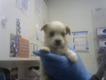 Chihuahua and Mixed Breed Dogs Available for Adoption in Albuquerque, New Mexico - PUPPY 2 | PetCurious
