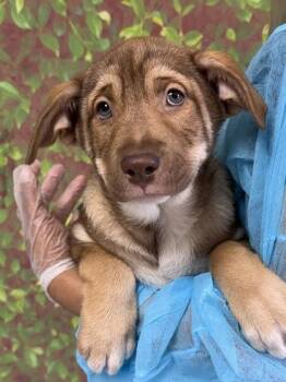 Shepherd and Mixed Breed Dogs Available for Adoption in San Antonio, Texas - Okra | PetCurious