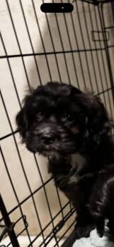 Rescue Cockapoo Dogs for Adoption in Hallsville, Missouri - Toby | PetCurious