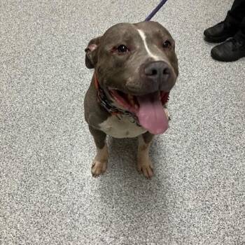 Axle -  American Staffordshire Terrier Dog for Adoption in Grand Rapids, Michigan - Axle | PetCurious