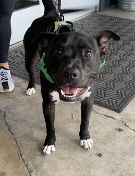 Buddy -  American Staffordshire Terrier Dog for Adoption in Charlotte, North Carolina - Buddy | PetCurious