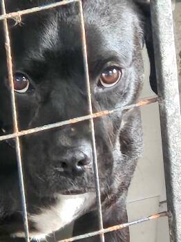 Pug and Boston Terrier Dogs Available for Adoption in Ville Platte, Louisiana - Abby | PetCurious