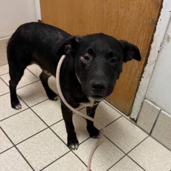 Crockpot Mac & Cheese -  Mixed Breed Dog for Adoption in Charleston, West Virginia - Crockpot Mac & Cheese | PetCurious