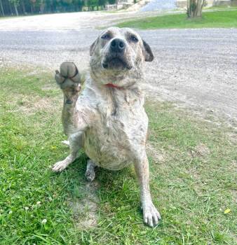 Regina(Honey) -  Mixed Breed Dog for Adoption in Denham Springs, Louisiana - Regina(Honey) | PetCurious