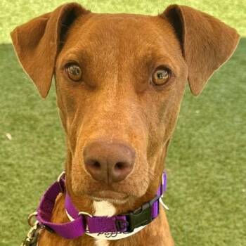 Hound Dogs Available for Adoption in Walnut Creek, California - Daffodil | PetCurious