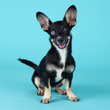 Matilda — A Little Bit of Magic on Four Paws - Coming Soon -  Chihuahua Dog for Adoption in League City, Texas - Matilda — A Little Bit Of Magic On Four Paws - Coming Soon | PetCurious