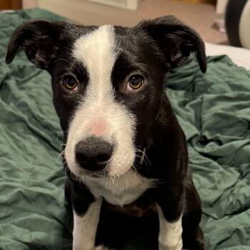 Border Collie Dogs Available for Adoption - ***Courtesy Listing*** Nellie | PetCurious