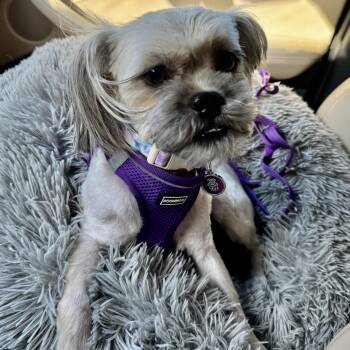Linen Collins -  Lhasa Apso Dog for Adoption in Plano, Texas - Linen Collins | PetCurious