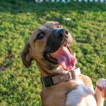 Mr. Luigi the Sweetheart -  Black Mouth Cur Dog for Adoption in Houston, Texas - Mr. Luigi The Sweetheart | PetCurious