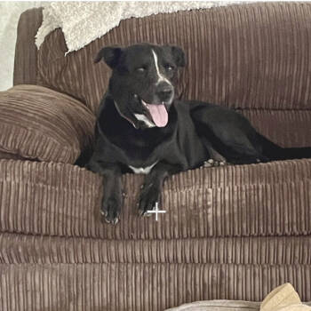 Rescue Black Labrador Retriever Dogs for Adoption in Spring, Texas - Dude | PetCurious