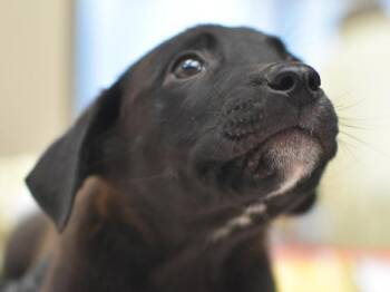 Flanders -  Pit Bull Terrier and Labrador Retriever Dog for Adoption in Portland, Oregon - Flanders | PetCurious