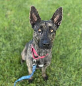 German Shepherd Dog Dogs Available for Adoption - TANDY | PetCurious