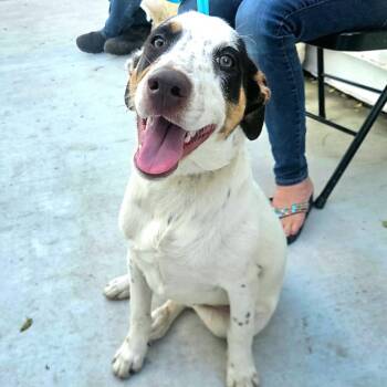 Labrador Retriever and Mixed Breed Dogs Available for Adoption - Tugger  | PetCurious