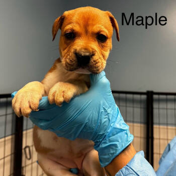 Rescue American Staffordshire Terrier Dogs for Adoption in San Antonio, Texas - Maple | PetCurious