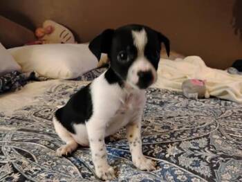 Chihuahua Dogs Available for Adoption in Zuni, Virginia - Noah Lane | PetCurious