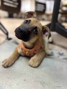 Rescue German Shepherd Dog and Pit Bull Terrier Dogs for Adoption in Powell, Ohio - Macchiato | PetCurious