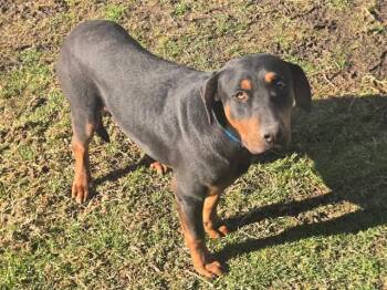 Doberman Pinscher Dogs Available for Adoption - WILLY | PetCurious