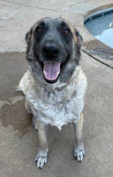 Shepherd Dogs Available for Adoption - Apple Blossom | PetCurious