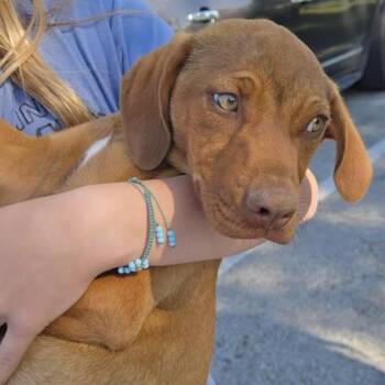 Rhodesian Ridgeback Dogs Available for Adoption in Blue Springs, Missouri - April | PetCurious