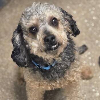 Mixed Breed Dogs Available for Adoption in Sonoma, California - Cashew | PetCurious