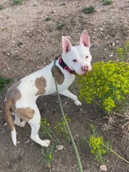 American Staffordshire Terrier and Mixed Breed Dogs Available for Adoption in Fort Collins, Colorado - Millie | PetCurious
