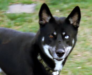 Rescue Husky Dogs for Adoption in Euclid, Ohio - London | PetCurious