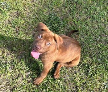 Labrador Retriever and Pit Bull Terrier Dogs Available for Adoption in New Bern, North Carolina - Jackson | PetCurious