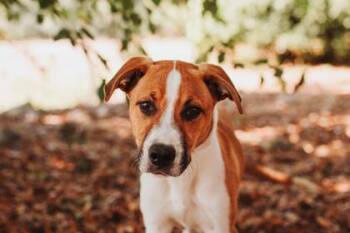 Shepherd and Mixed Breed Dogs Available for Adoption in North Charleston, South Carolina - 91344A Laffytaffy | PetCurious