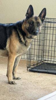 Greta Garbo -  German Shepherd Dog Dog for Adoption in Parker, Colorado - Greta Garbo | PetCurious