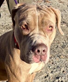 Burton -  Mixed Breed Dog for Adoption in Mckeesport, Pennsylvania - Burton | PetCurious